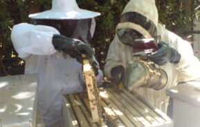 Beekeeping Services