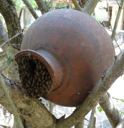 Clay pot beehive