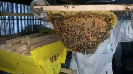 Types of Beehives in Kenya: Which is Best? 2026 Guide 1 Types of beehives in Kenya - Kenya Top Bar Hive with top bars