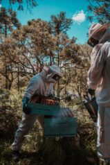 Honey Processing: Everything about centrifugal honey extractors Honey Processing: Everything about centrifugal honey extractors