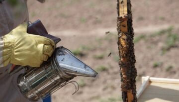close up photo of beekeeper using bee smoker