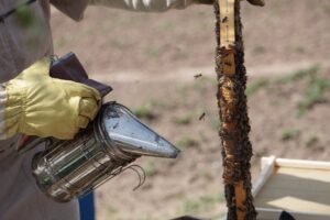 close up photo of beekeeper using bee smoker