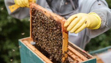 crop farmer taking honeycomb from beehive