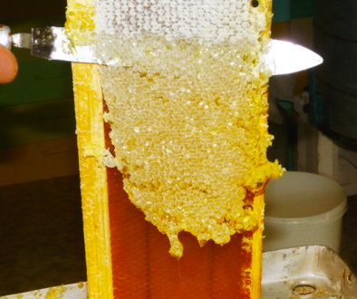 Natural-Honeycomb-Cappings-with-Flower-Honey-01