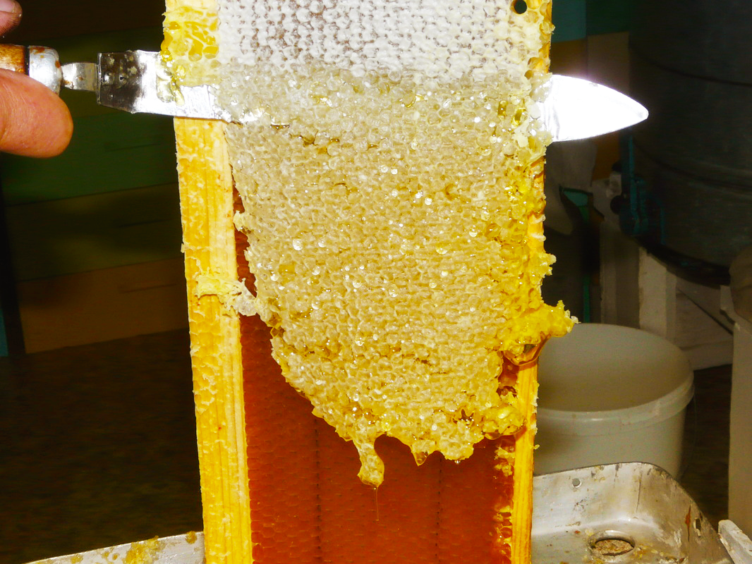 Natural-Honeycomb-Cappings-with-Flower-Honey-01