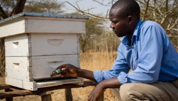 Kenyan beekeeper applying bee swarm lure to empty Langstroth hive entrance