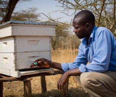 Kenyan beekeeper applying bee swarm lure to empty Langstroth hive entrance