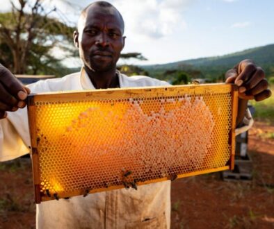 Authentic Kenyan beekeeper inspecting wooden Langstroth beehive frame covered in honeycomb and brood at small-scale apiary.