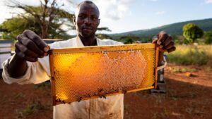 Authentic Kenyan beekeeper inspecting wooden Langstroth beehive frame covered in honeycomb and brood at small-scale apiary.
