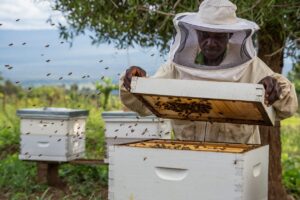 Beekeeper in protective gear inspecting newly colonized Langstroth hives in Kenya