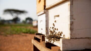 Langstroth beehive in Kenyan apiary with African honey bees foraging on white painted wooden hive boxes under natural sunlight