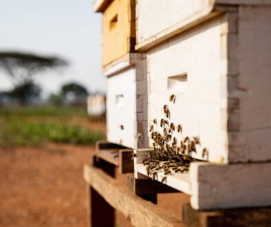 Langstroth beehive in Kenyan apiary with African honey bees foraging on white painted wooden hive boxes under natural sunlight