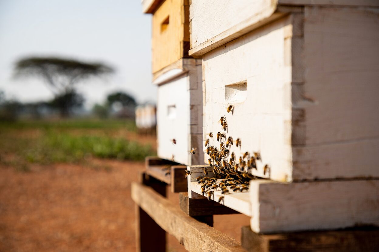 Langstroth beehive in Kenyan apiary with African honey bees foraging on white painted wooden hive boxes under natural sunlight