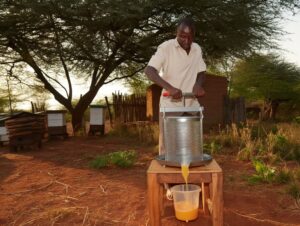 Kenyan beekeeper operating a manual honey press machine under a tree in a rural homestead with traditional and modern beehives visible in the background