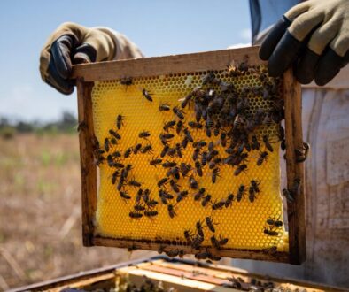 Close-up of honeybees constructing hexagonal wax comb cells inside a Langstroth beehive frame in Kenya