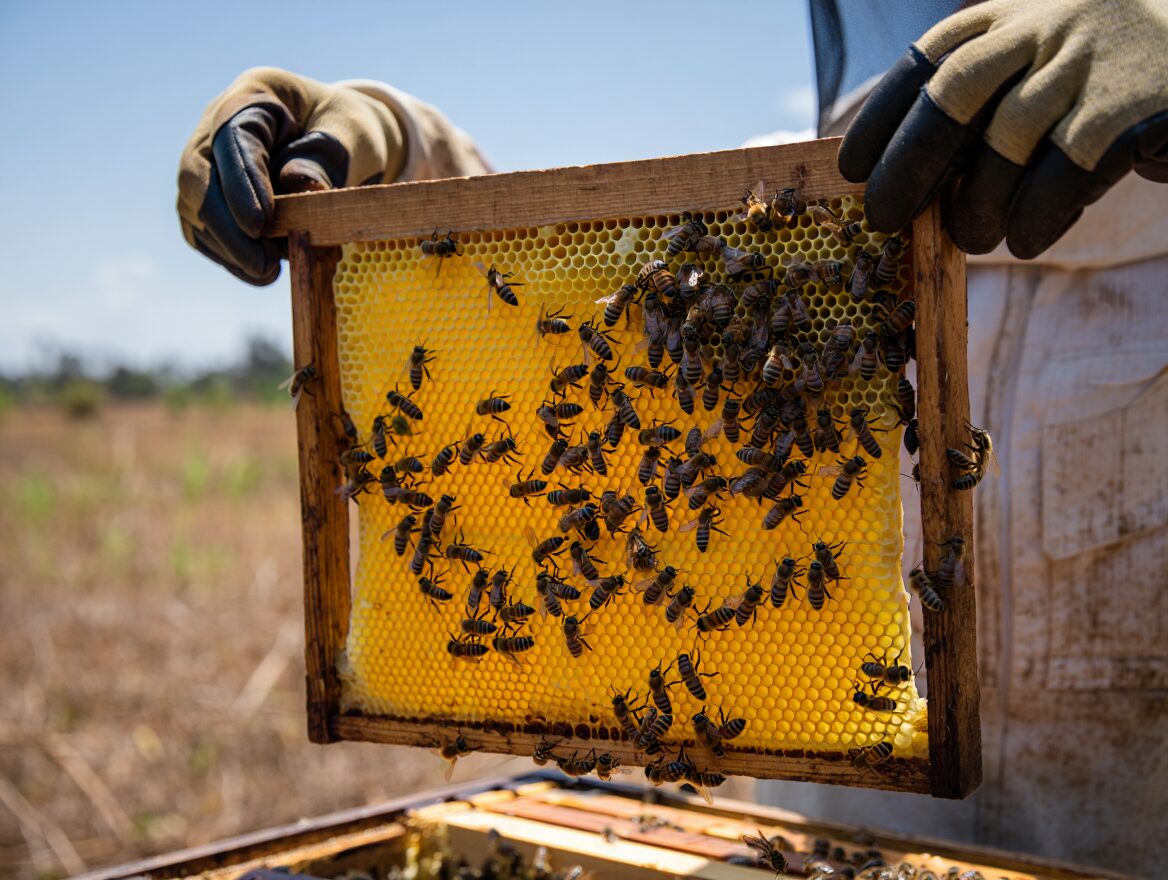 Close-up of honeybees constructing hexagonal wax comb cells inside a Langstroth beehive frame in Kenya
