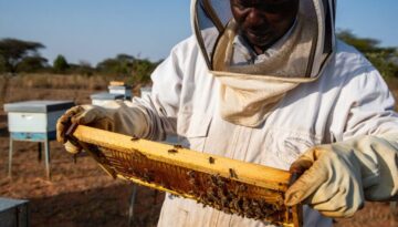 Beekeeper wearing white nylon protective suit with integrated rubber gloves examining Langstroth hive frame in Kenya, essential beekeeping equipment for beginners