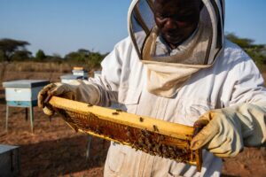 Beekeeper wearing white nylon protective suit with integrated rubber gloves examining Langstroth hive frame in Kenya, essential beekeeping equipment for beginners